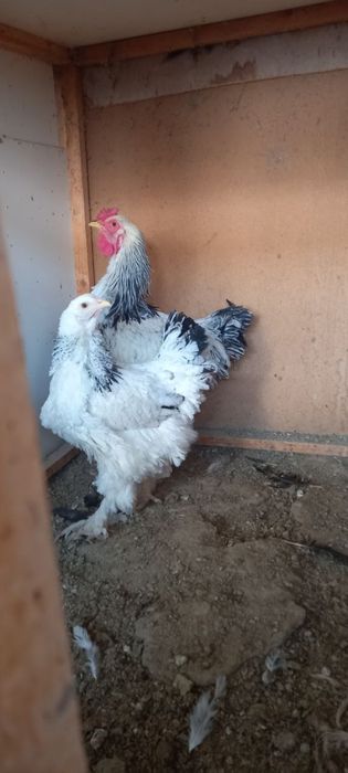 Brama tovuq va xoroz sotiladi