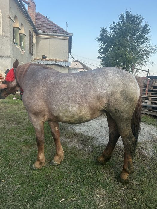 Vand iapa de 2 ani jumate invățată la ham
