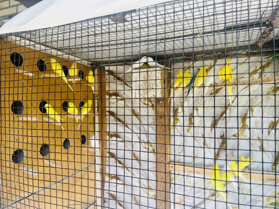 Папугай 35 та ттт