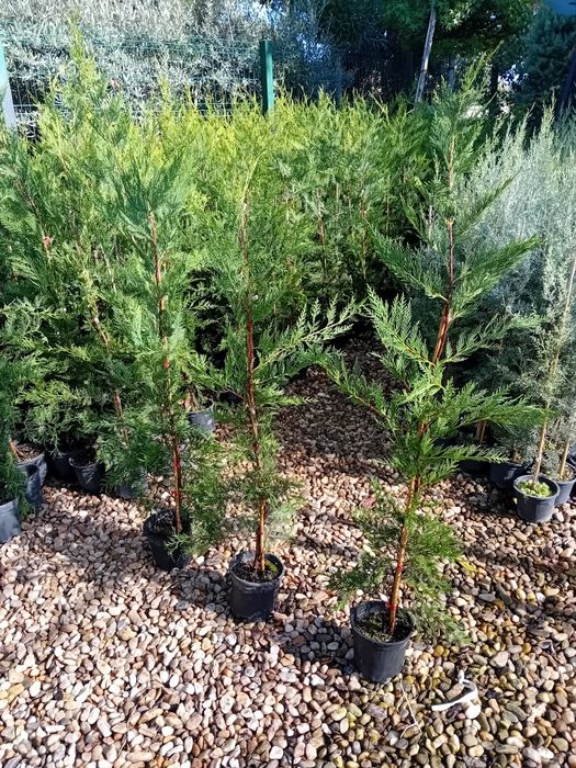 Vând chiparos leylandi diferite dimensiuni