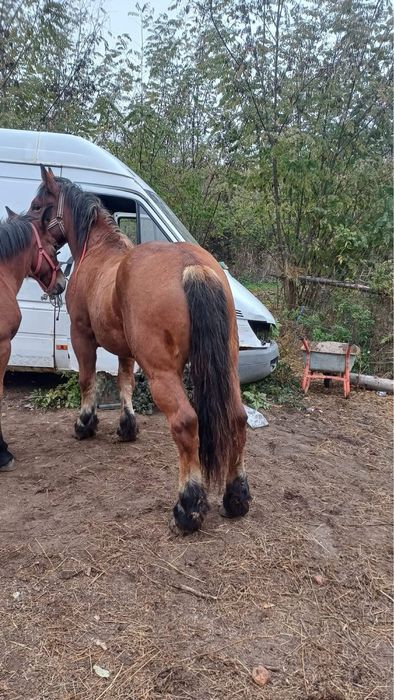 Vand iapa de 4,5 ani gestanta in 3,4 luni