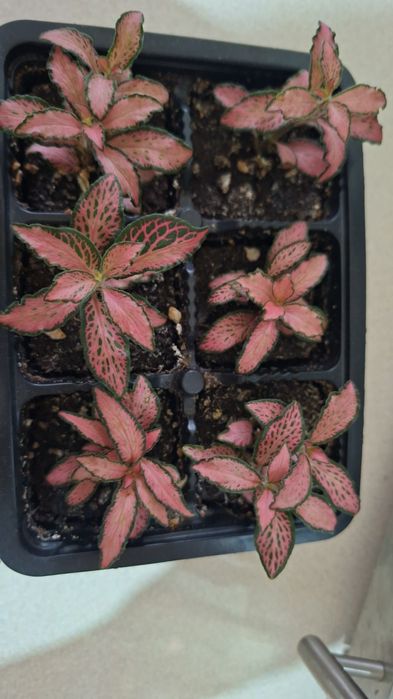 Фиттония розовая