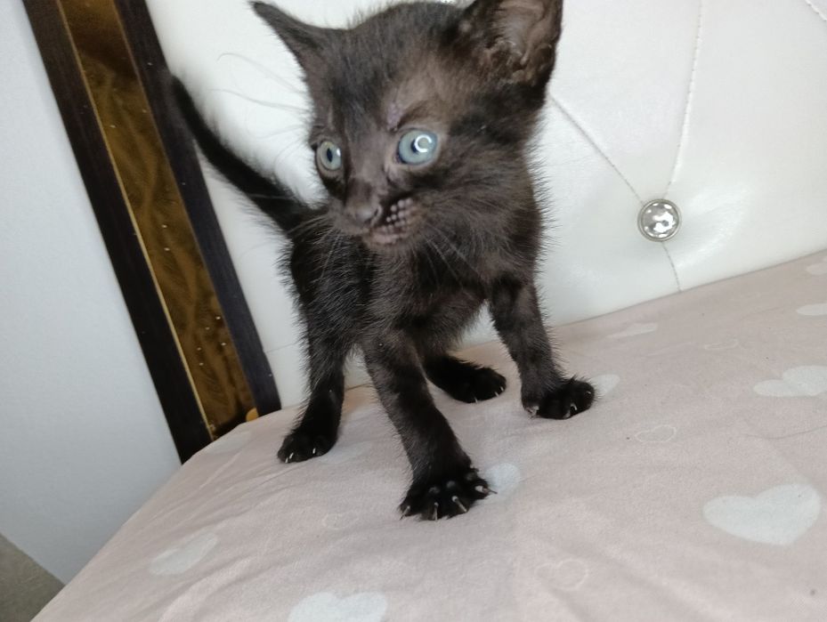 Dau spre adopție pui de pisica