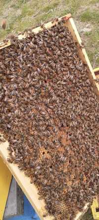 Vând familii de albine 29 lei rama