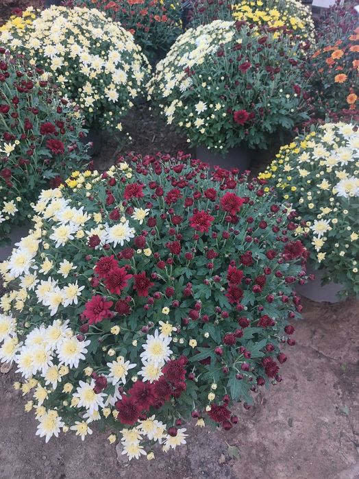 Crizanteme la gĥiveci