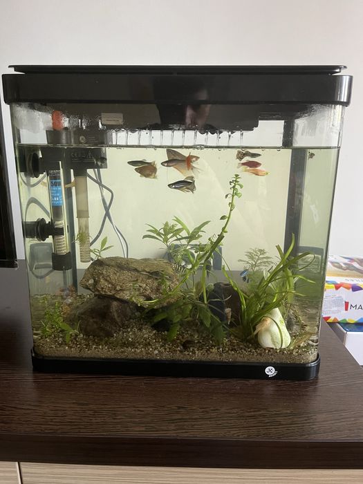 Acvariu complet echipat