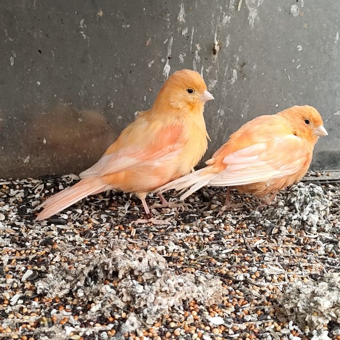 Пара красных канареек