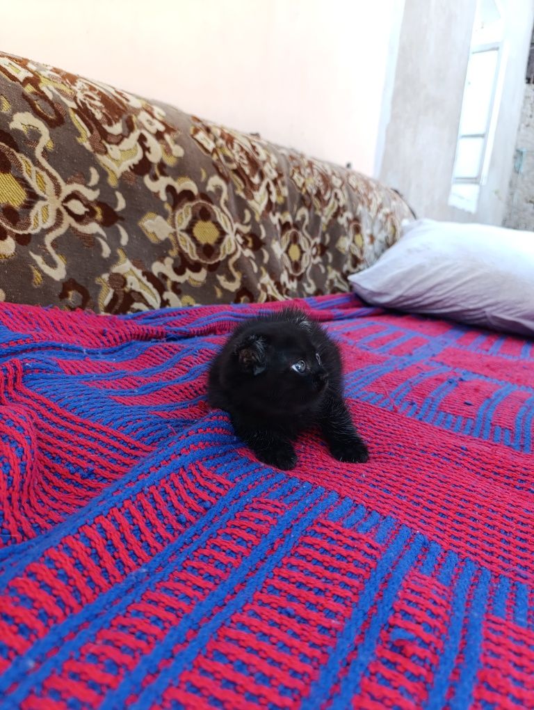 Отдам даром котенка