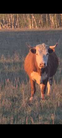 Казахские Белоголовые Коровы. Живьем. 30 голов. 1300 тг/кг.