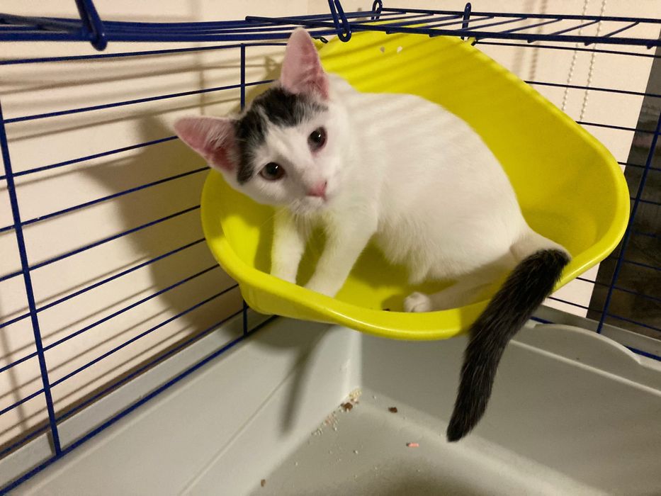 Pui de pisica pentru adoptie in Bucuresti