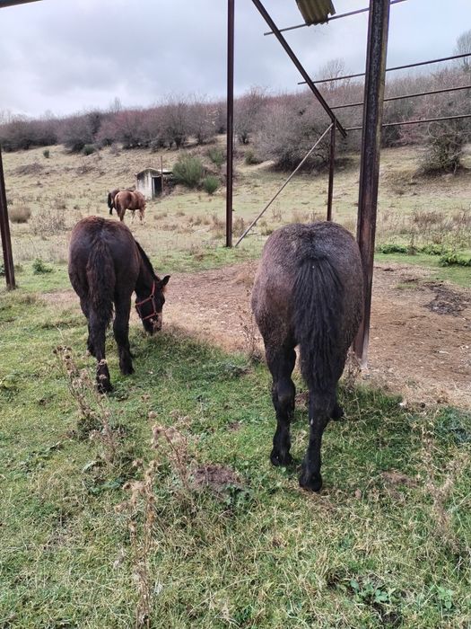 Mânzi de 5 luni și unu de un an