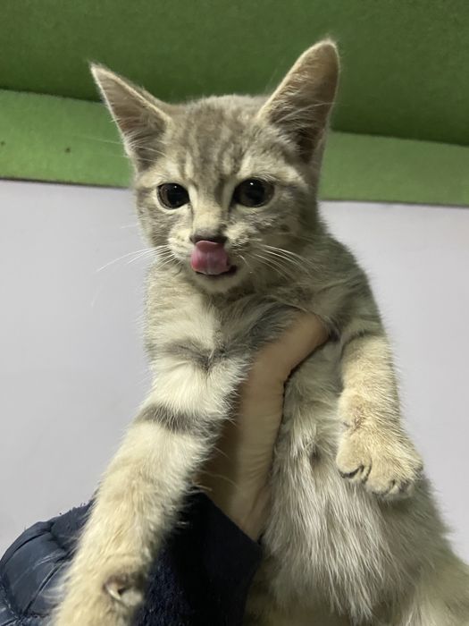 Котята, бесплатно
