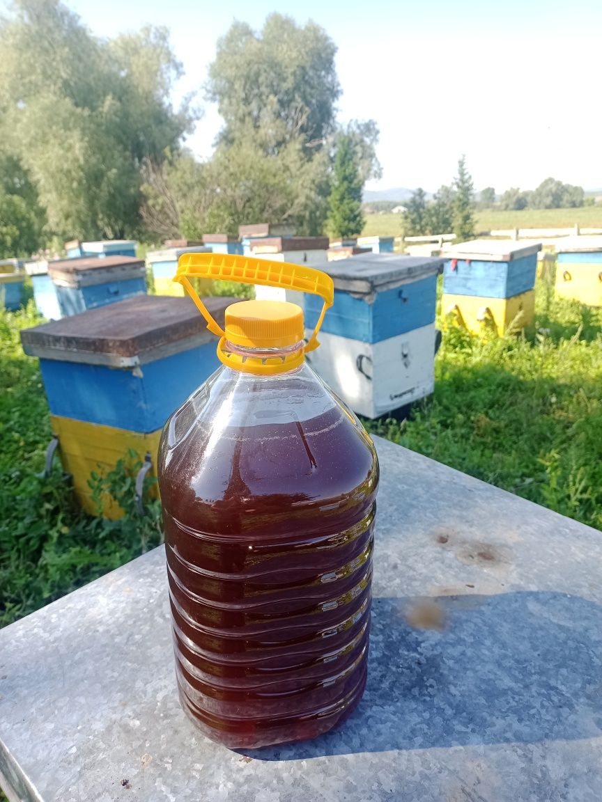 Продам мёд 2023, с собственной пасеки. 1800 тенге за ЛИТР