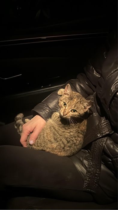 Отдам кошку в добрые руки