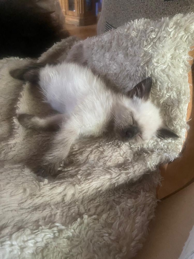 Котята в любящий дом