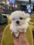 Bichon Maltez Mini