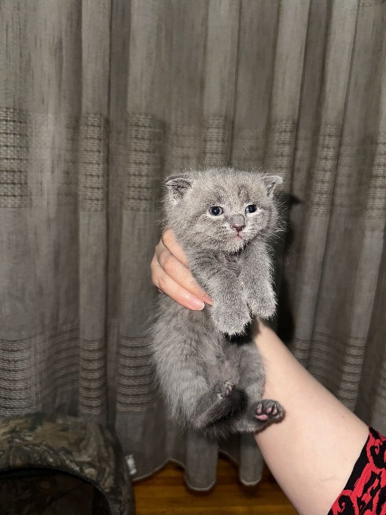 Котята  Скотиш фолд