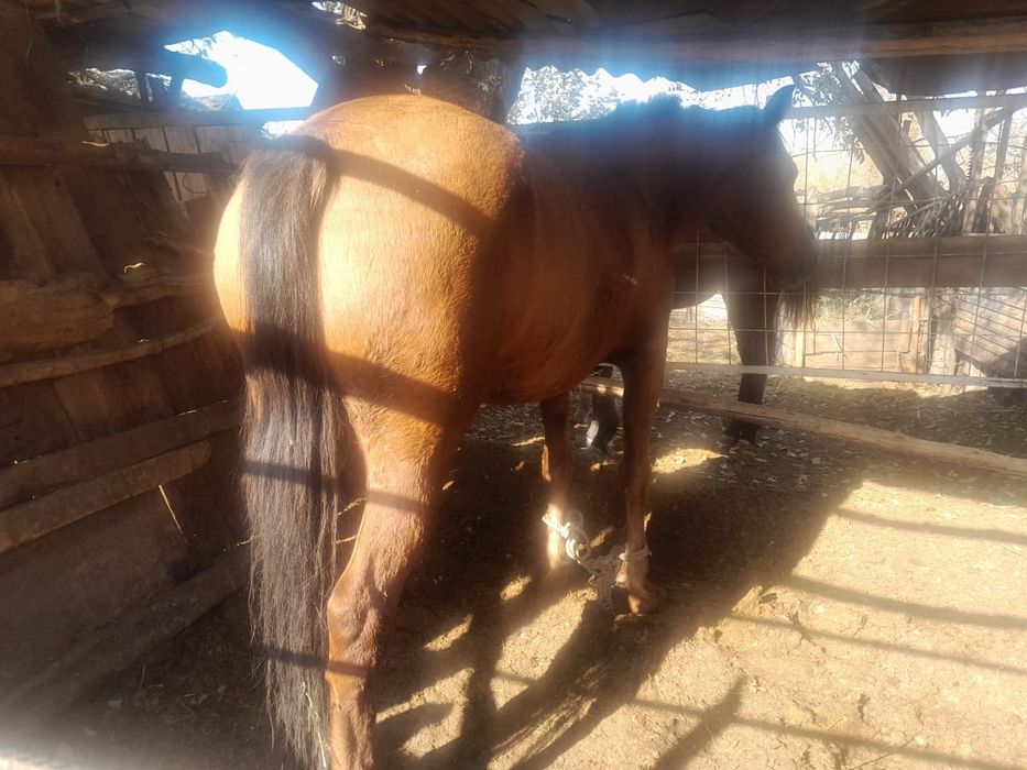 Семіз бие сатылады