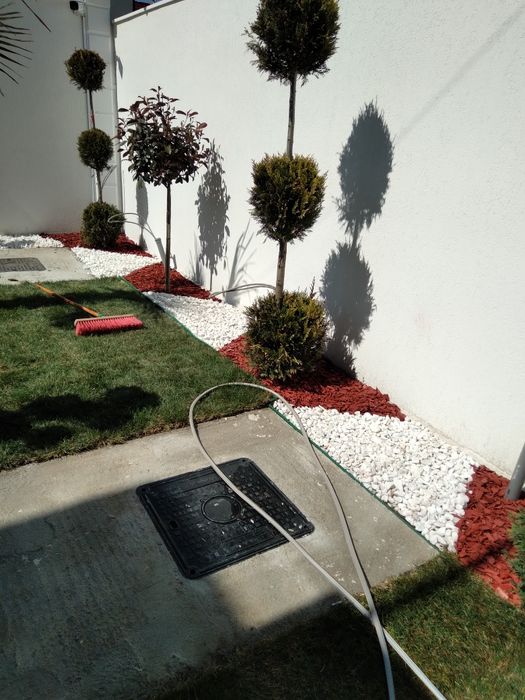 Gazon rulou plante ornamentale