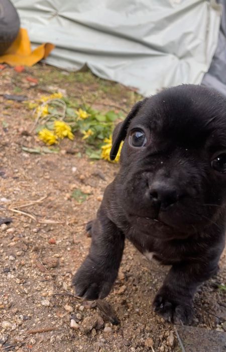 Малки кученца френски булдог