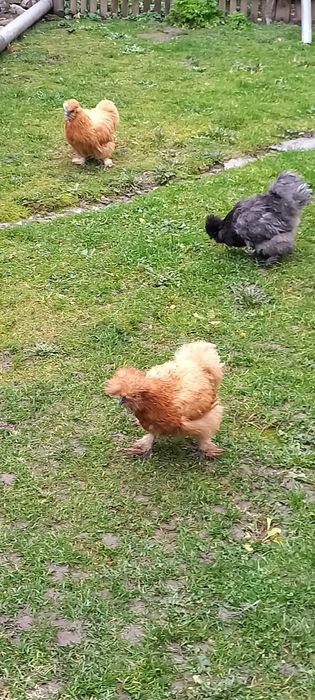 3 găini matase japoneza