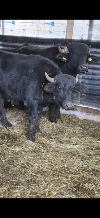 Bivoli masculi 1 an si 2 ani