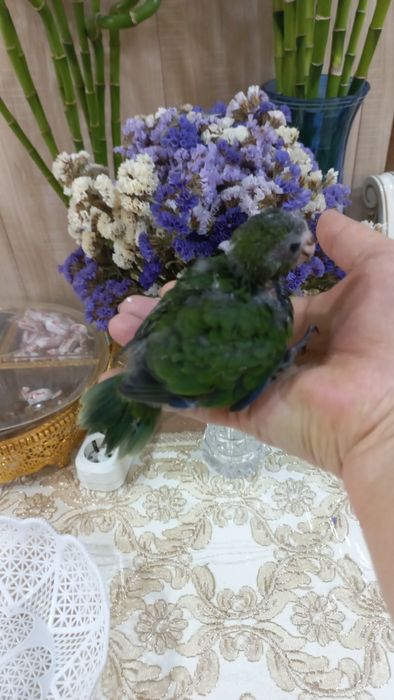 Продаётся птенец Какарика.