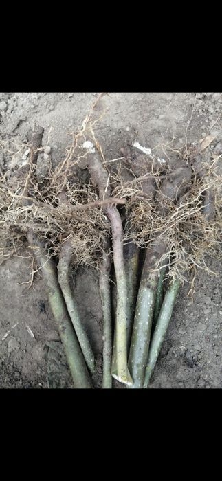 Livram en groos:Paulownia.Aluni pe rod.Trandafiri dulceata.Castan.Nuci