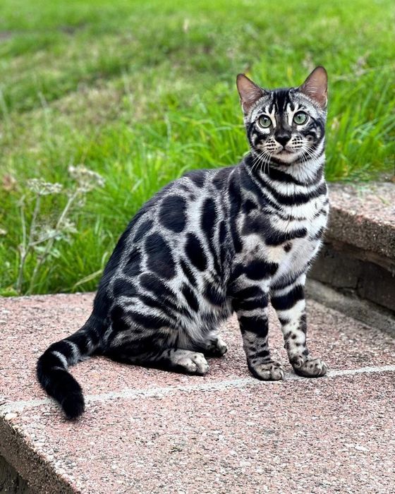 Бенгальские СЕРЕБРО- Золото ! БРОНЬ и Готовые