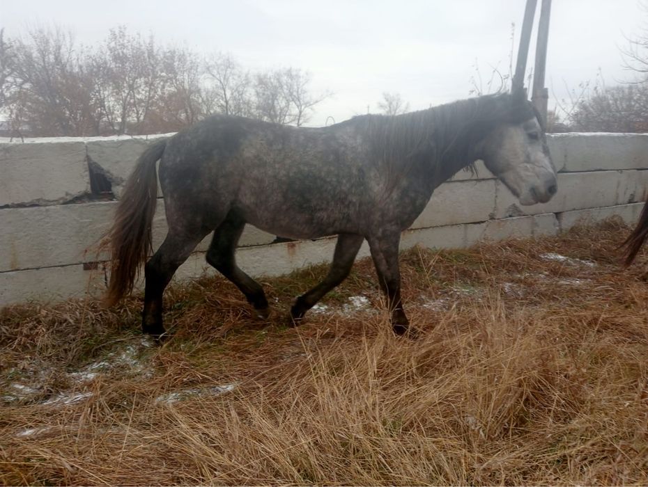 Продается жеребец четырёхлетка