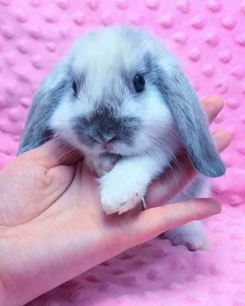 Вислоухие кролики