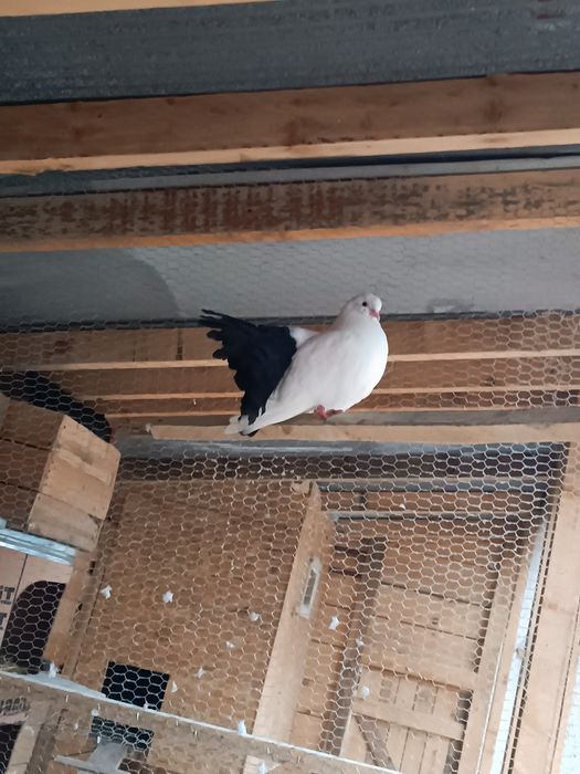 Гълъби Фенерлии, бели с черни опашки