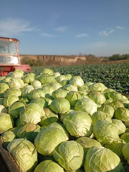 Varza pentru murat si consum