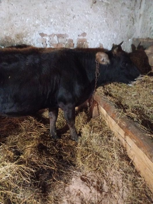 Juninca cu lapte și tăuraș