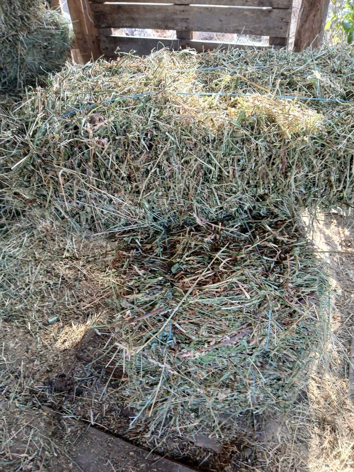 Baloți de lucernă de vanzare