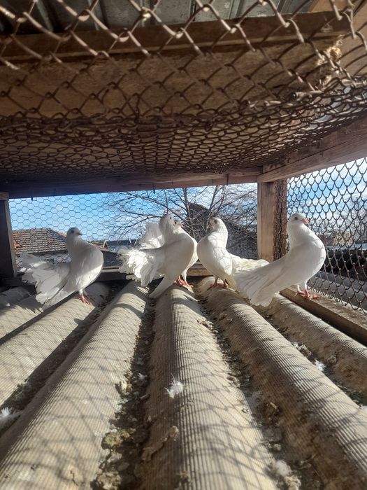 Vând porumbei ornament