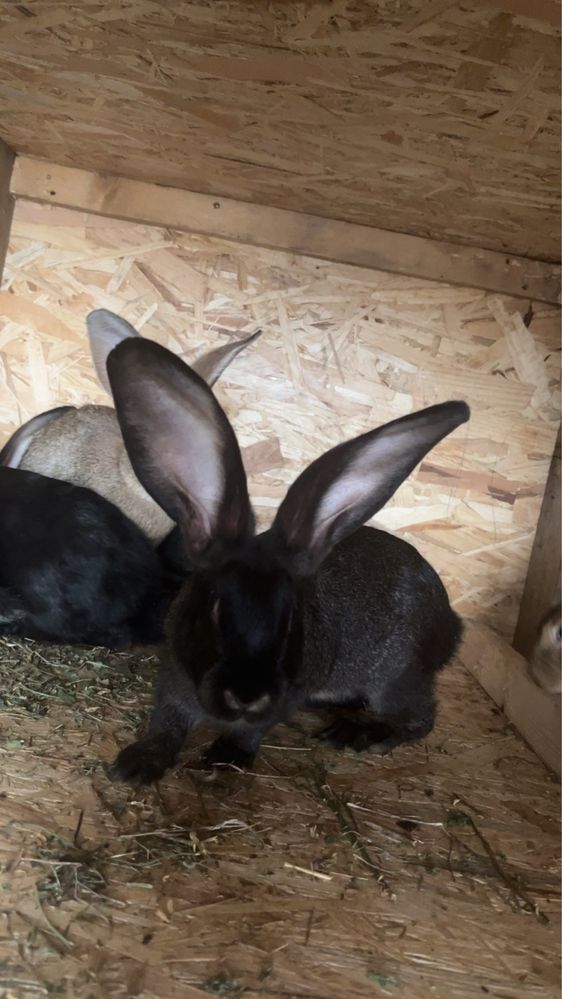 Iepuri urias german & hycol