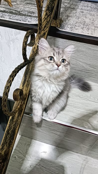 Мушукча сотилади