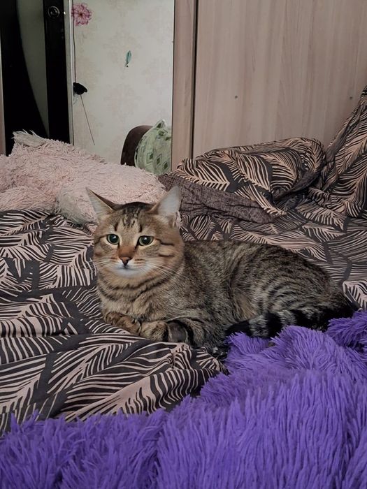 Кот мальчик  мышелов отличный