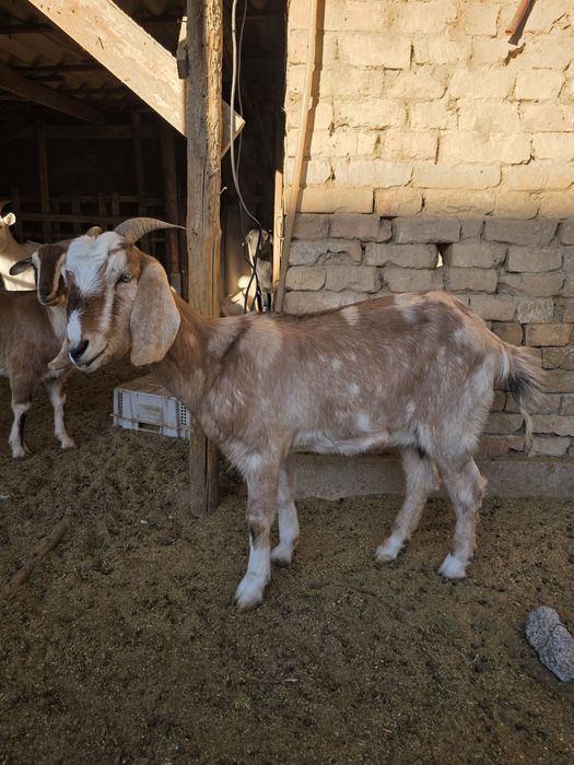 Продаются козы англо-нубийские, ешкі сатады