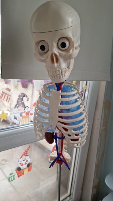 Човешкото тяло макет 1-10 бр.