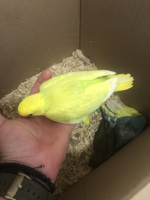 Pui papagali micul alexandru alexander