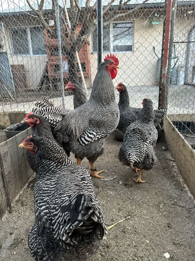 Oua Plymouth Rock Barat pentru clocitoare/eclozat