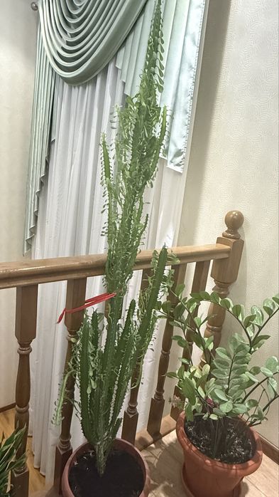 Срочно продам комнатные растения!