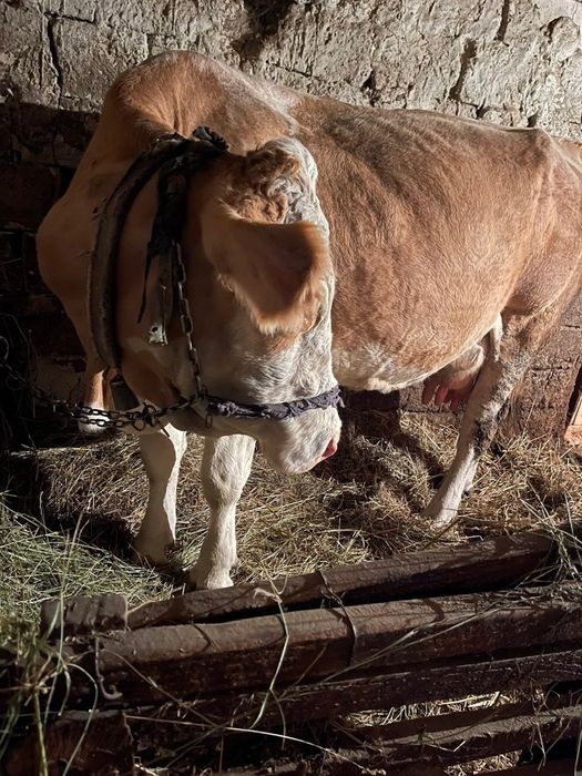 Vând vacă si vițea!
