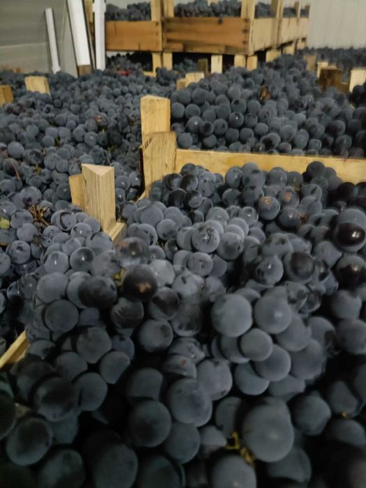 Vand struguri pentru VIN capsunica fraga alba