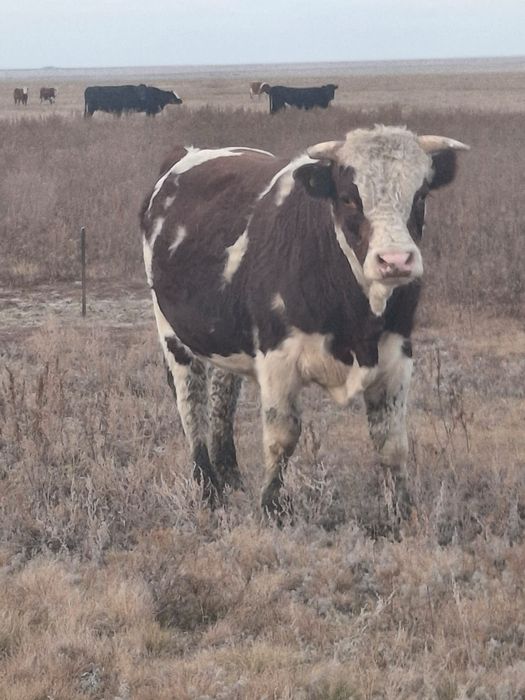 Крс мяса с места