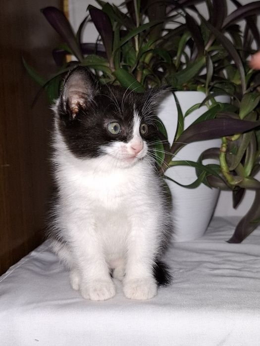 Подари Илюше дом