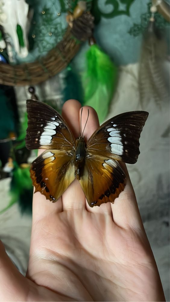 Бабочки тропическе