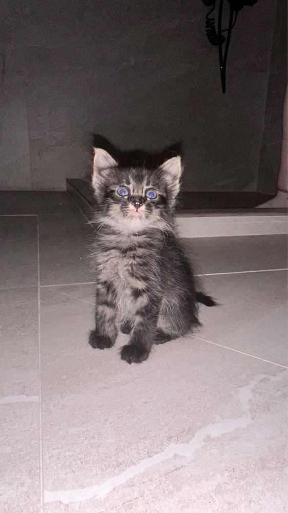 Пристраиваю в самые добрые руки котенка